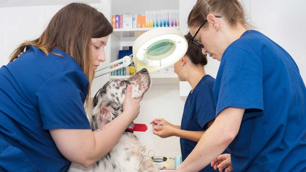 Das Bild zeigt die Anwendung von COLLVET Kollagen Spray auf eine offene Wunde bei einem Hund. Der Spray bildet eine schützende Schicht über der Wunde, die Feuchtigkeit spendet und die natürliche Wundheilung unterstützt. Ideal zur Pflege von Tierwunden.