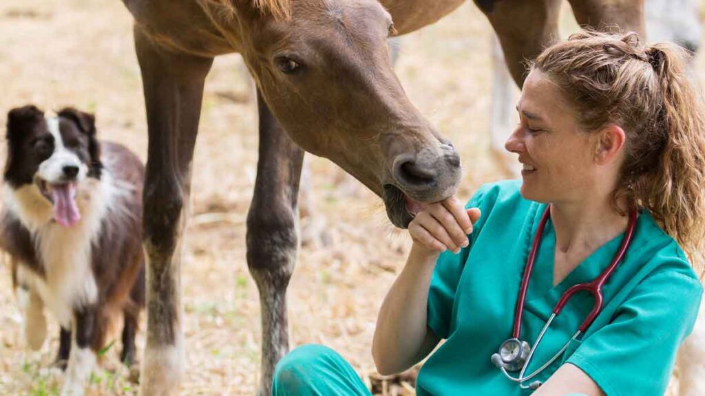 Effektive Wundpflege bei Pferden mit COLLVET | MEDBIOTEC Erfahren Sie, wie Sie mit den innovativen COLLVET-Produkten von MEDBIOTEC Wunden bei Pferden schnell und effizient behandeln können. Schützen Sie Ihr Pferd vor Infektionen und fördern Sie die Heilung mit Kollagen Gel, Spray und Pulver.