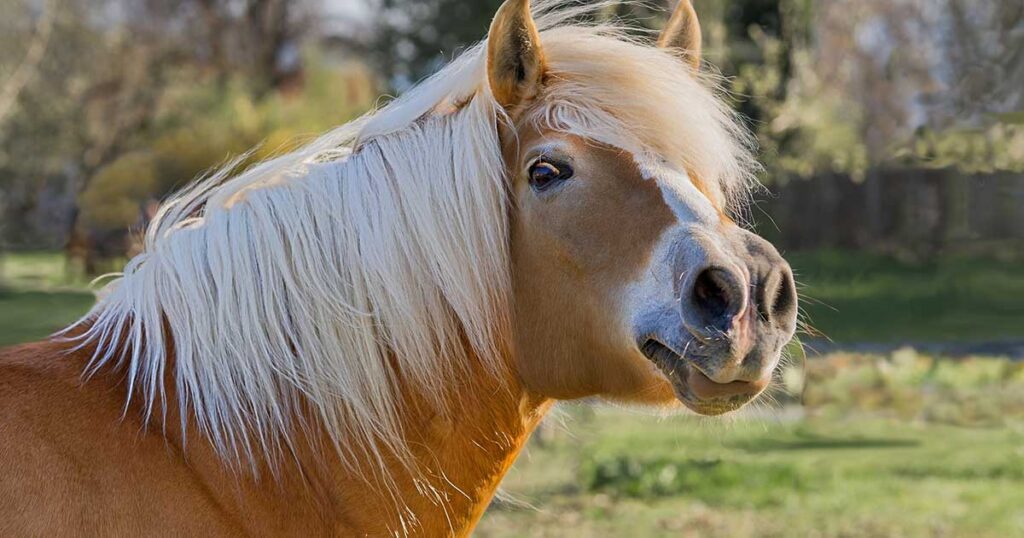 Tierarzt reinigt und behandelt eine Bisswunde an einem Pferd, um Infektionen zu verhindern und eine schnelle Heilung zu fördern.