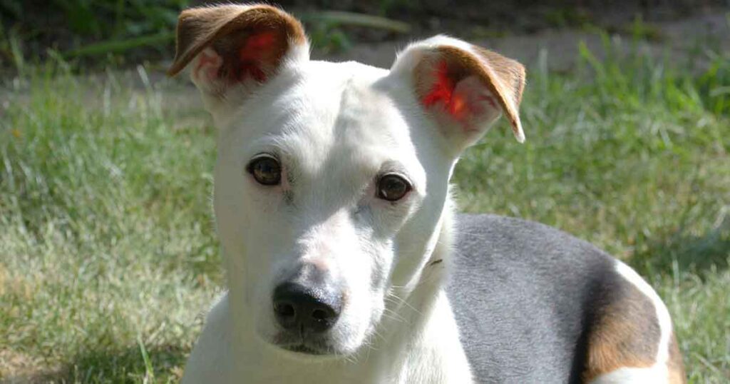 Hund wartet geduldig auf die Behandlung mit COLLVET Cornea Augen Repair & Care Gel bei Hornhautverletzung und trockenen Augen.