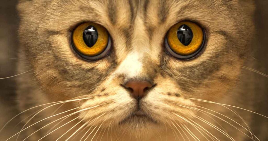 Katze mit geheilter Hornhautverletzung, behandelt mit COLLVET Cornea Augen Repair & Care Gel.
