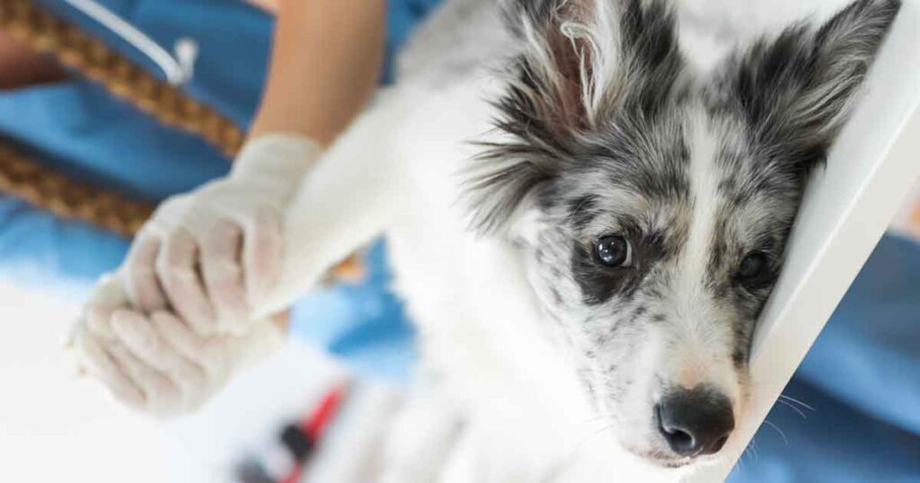 Dog with wound being treated by a vet - Wound gel
