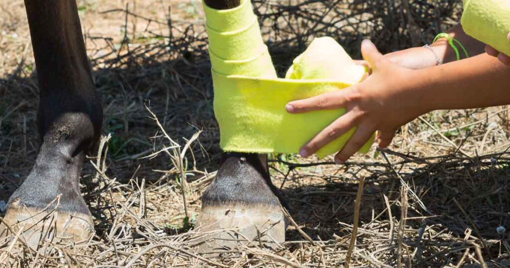 Tierarzt behandelt eine Wunde bei einem Pferd mit COLLVET Kollagen-Wund-Gel