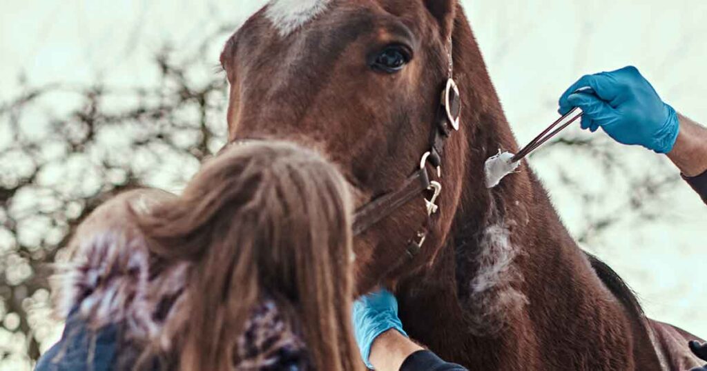 Ein Tierarzt trägt COLLVET Wund Gel auf eine Verletzung am Hals eines braunen Pferdes auf. Das Pferd steht ruhig, während der Tierarzt mit einer behandschuhten Hand die Behandlung durchführt.