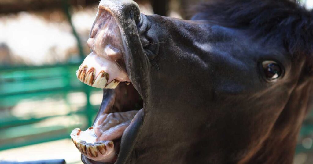 Parodontose-Behandlung bei einem Pferd mit einem bioaktiven Kollagen-Chitosan-Plug zur Förderung der Zahnfleischgesundheit und Wundheilung.
