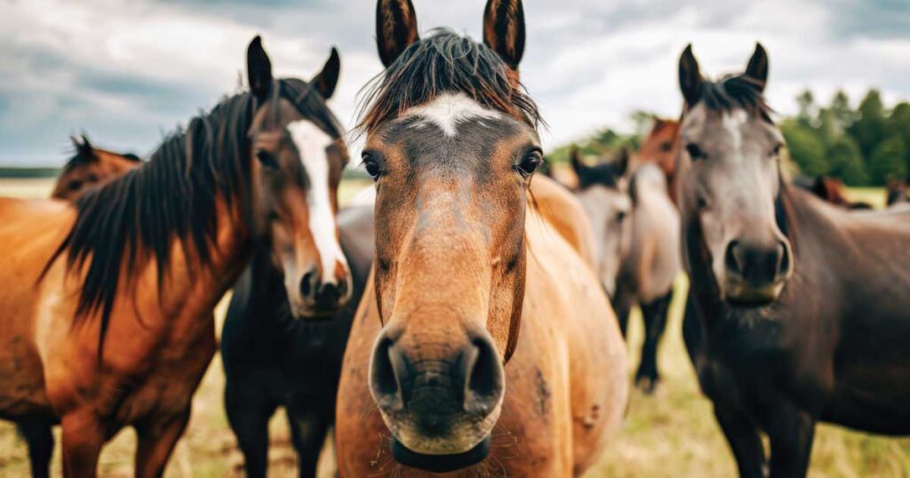 Pferd mit Fokus auf die Augen – Cornea Augenpflege mit Kollagen und Hyaluronsäure